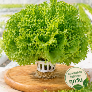 กรีนโอ๊ค (Green Oak)