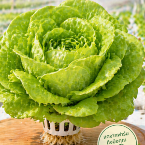 บัตเตอร์เฮด (Butterhead)