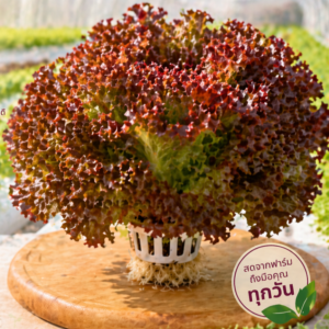 เรดโอ๊ค (Red Oak)