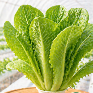 คอส / โรเมน (Cos Lettuce)